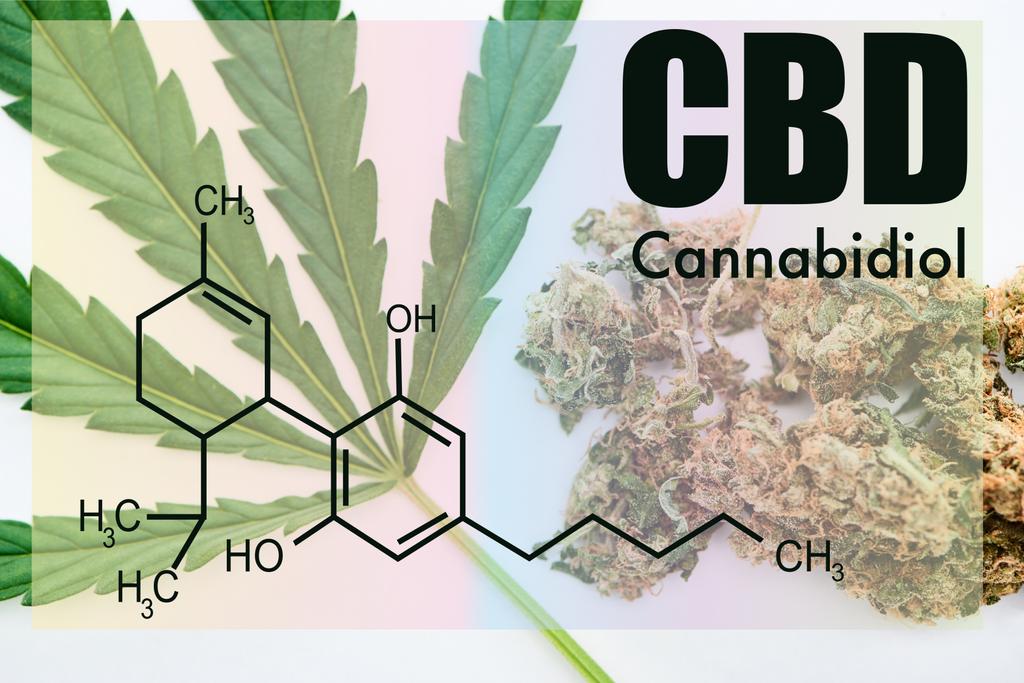 κορυφή άποψη των πράσινων φύλλων κάνναβης και μπουμπούκια μαριχουάνας σε λευκό φόντο με cbd μοριακή απεικόνιση - Φωτογραφία, εικόνα