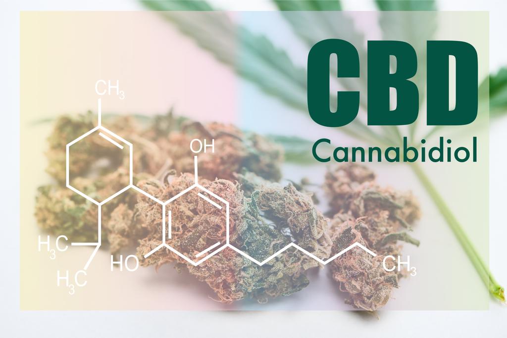 hojas de cannabis y cogollos de marihuana sobre fondo blanco con ilustración de moléculas de cbd
 - Foto, Imagen