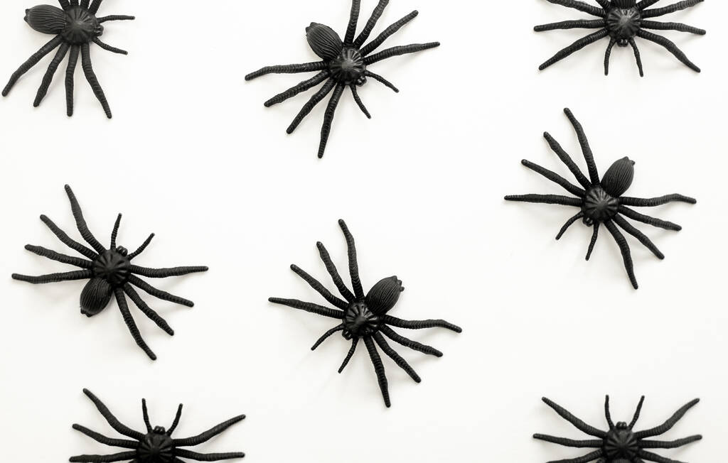 Хэллоуин осенний праздник фон с декоративными черными пауками против белого
. - Фото, изображение