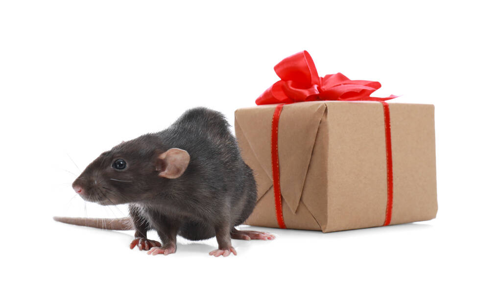 Rato pequeno bonito e caixa de presente no fundo branco. Símbolo do Ano Novo Chinês
 - Foto, Imagem