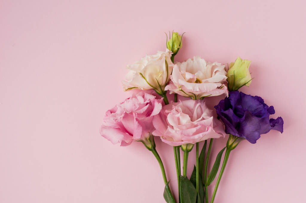 Kaunis vaaleanpunainen, violetti ja valkoinen eustoma kukka (lisianthus) sisään
  - Valokuva, kuva