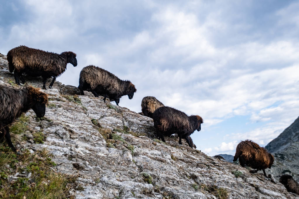İspanya dağlarında kara koyun sürüsü. - Fotoğraf, Görsel