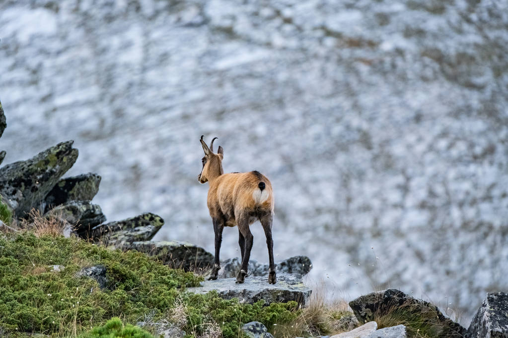 Chèvres sauvages dans les montagnes bulgares, Parc national de Pirin
  - Photo, image