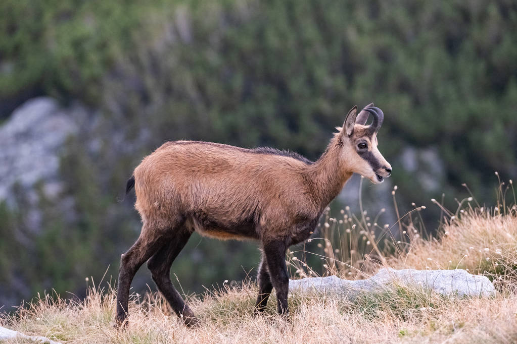 ブルガリアの山、ピリン国立公園の野生のヤギ  - 写真・画像