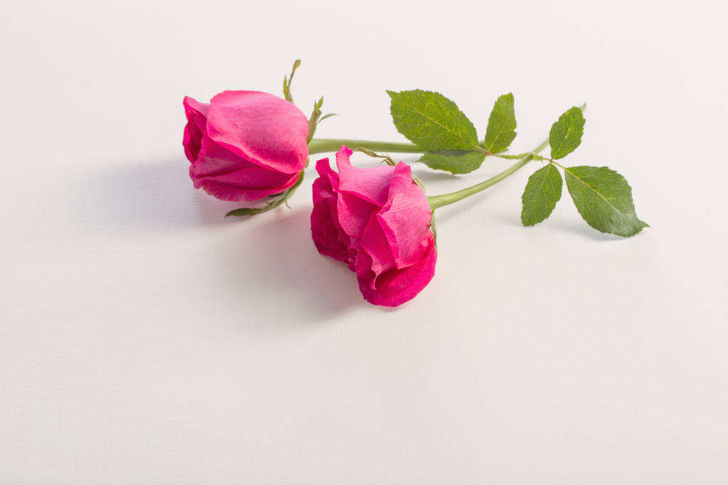 roze rozen op witte achtergrond  - Foto, afbeelding