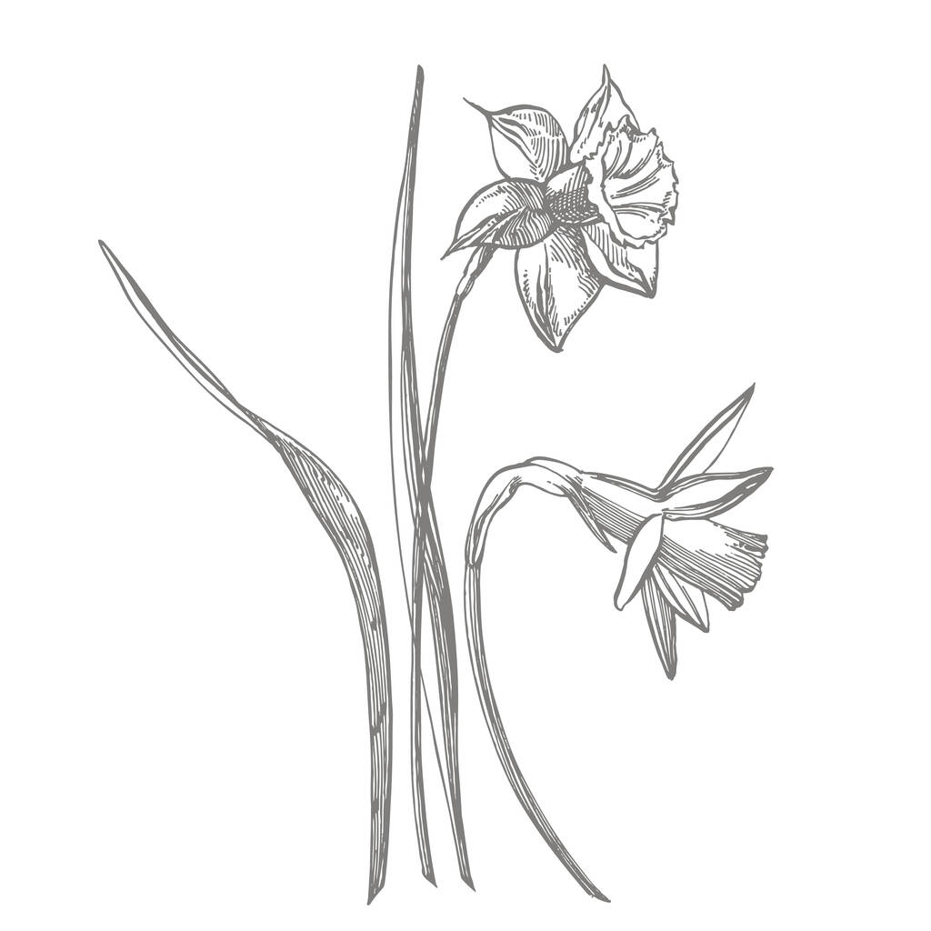 Daffodil vagy Narcissus virág rajzok. A kézzel rajzolt fekete-fehér nárcisz gyűjteménye. Kézzel rajzolt botanikai illusztrációk - Vektor, kép