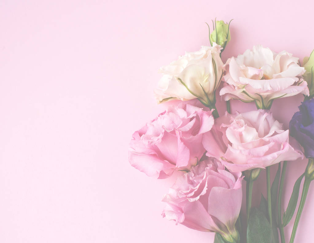 Розовый, фиолетовый и белый цветки эвстомы (lisianthus)
)  - Фото, изображение