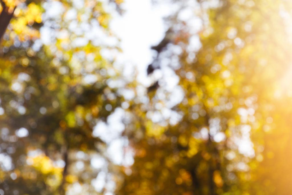 selektywne skupienie drzew z żółtymi i zielonymi liśćmi w parku jesiennym w dzień  - Zdjęcie, obraz