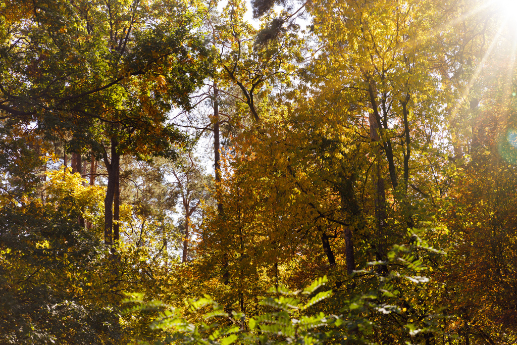 soleil, arbres aux feuilles jaunes et vertes dans le parc automnal le jour
  - Photo, image