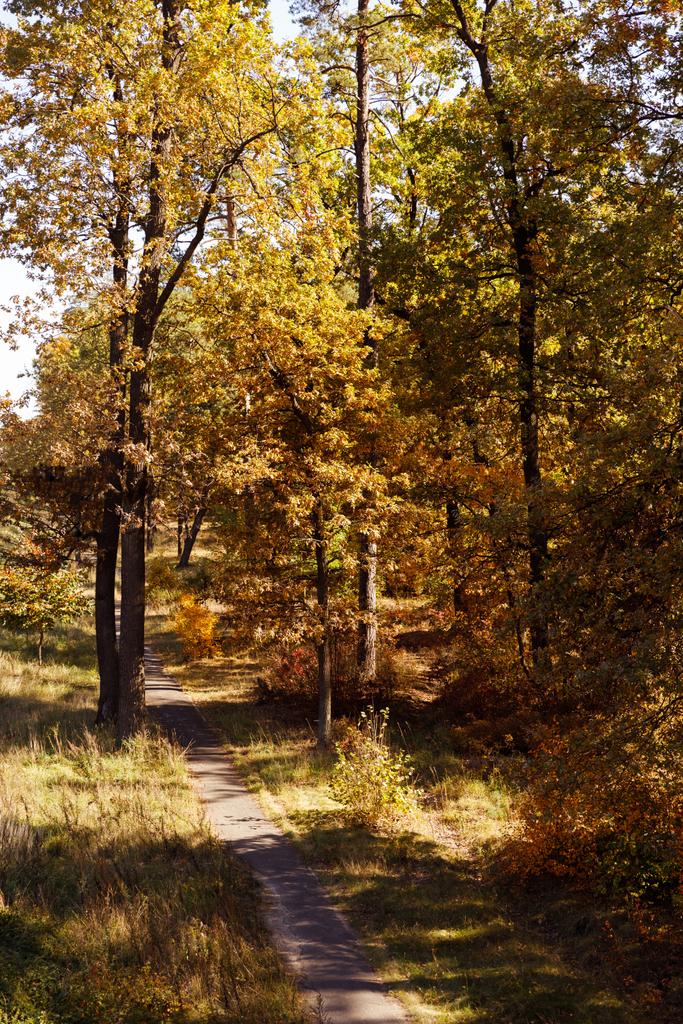秋の公園には黄色と緑色の葉を持つ木があり  - 写真・画像