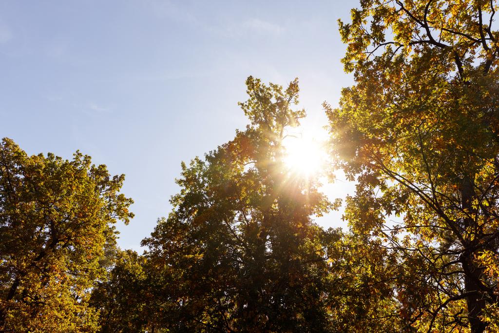 солнце, деревья с желтыми и зелеными листьями в осеннем парке днем
  - Фото, изображение