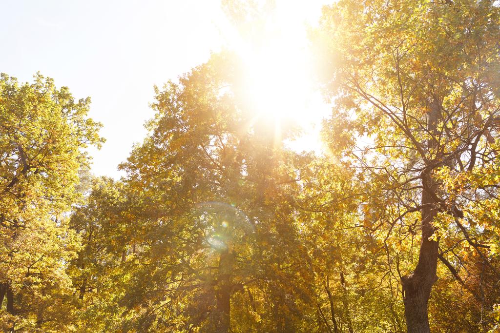 sol, árboles con hojas amarillas y verdes en el parque otoñal durante el día
  - Foto, Imagen
