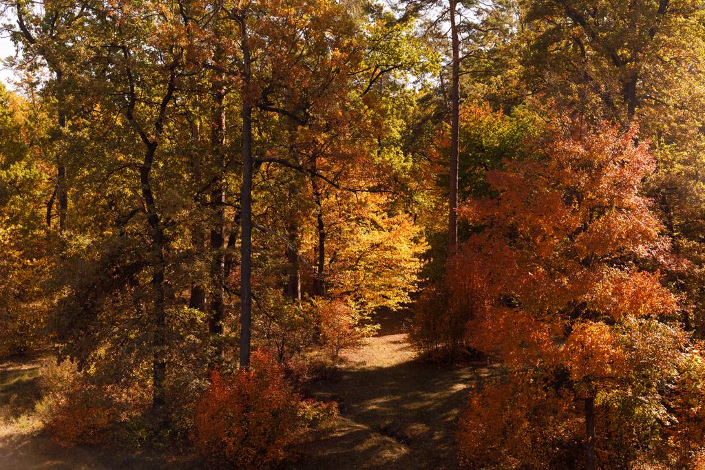 drzewa z żółtymi i zielonymi liśćmi w parku jesiennym w dzień  - Zdjęcie, obraz