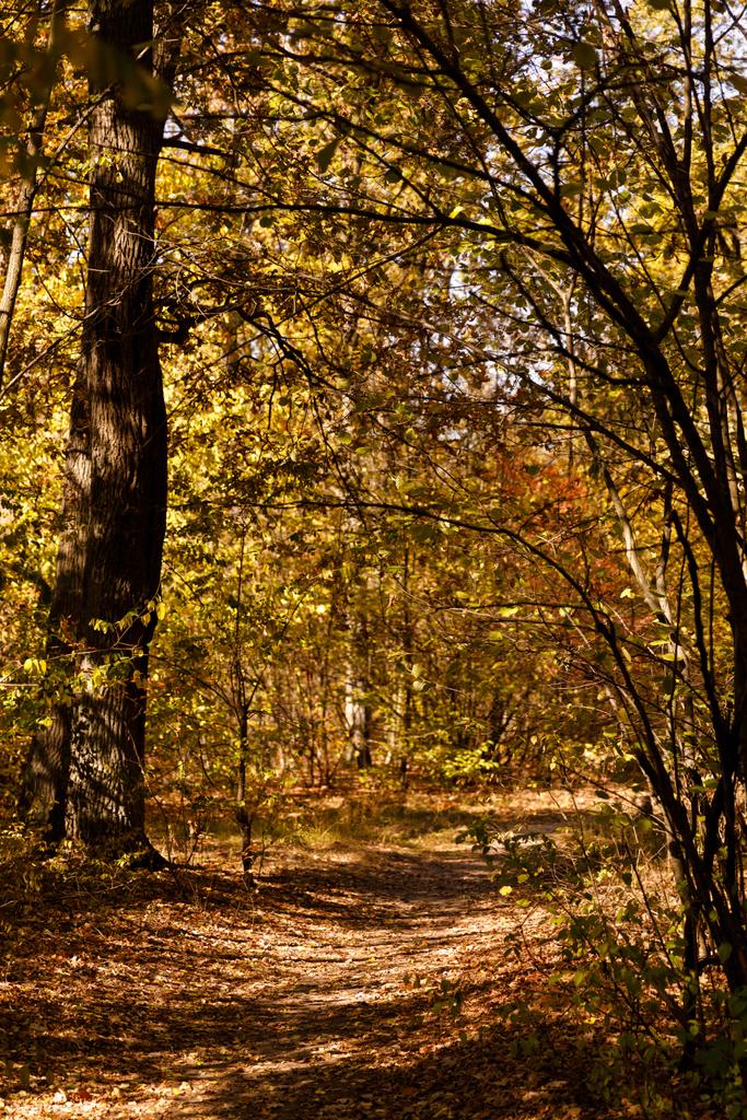 drzewa z żółtymi i zielonymi liśćmi w parku jesiennym w dzień  - Zdjęcie, obraz