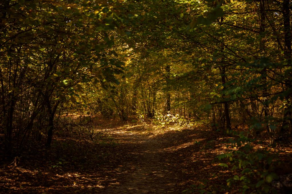 fák sárga és zöld levelekkel az őszi parkban nappal  - Fotó, kép