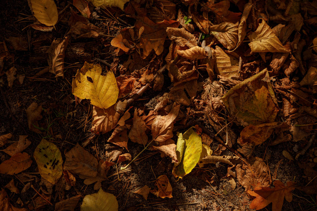 верхний вид на желтые и сухие листья в осеннем парке днем
  - Фото, изображение