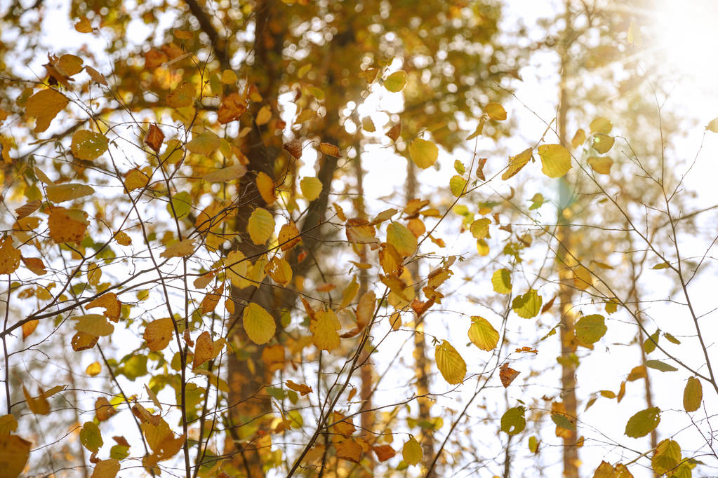 stromy se žlutými a zelenými listy v podzimním parku ve dne  - Fotografie, Obrázek