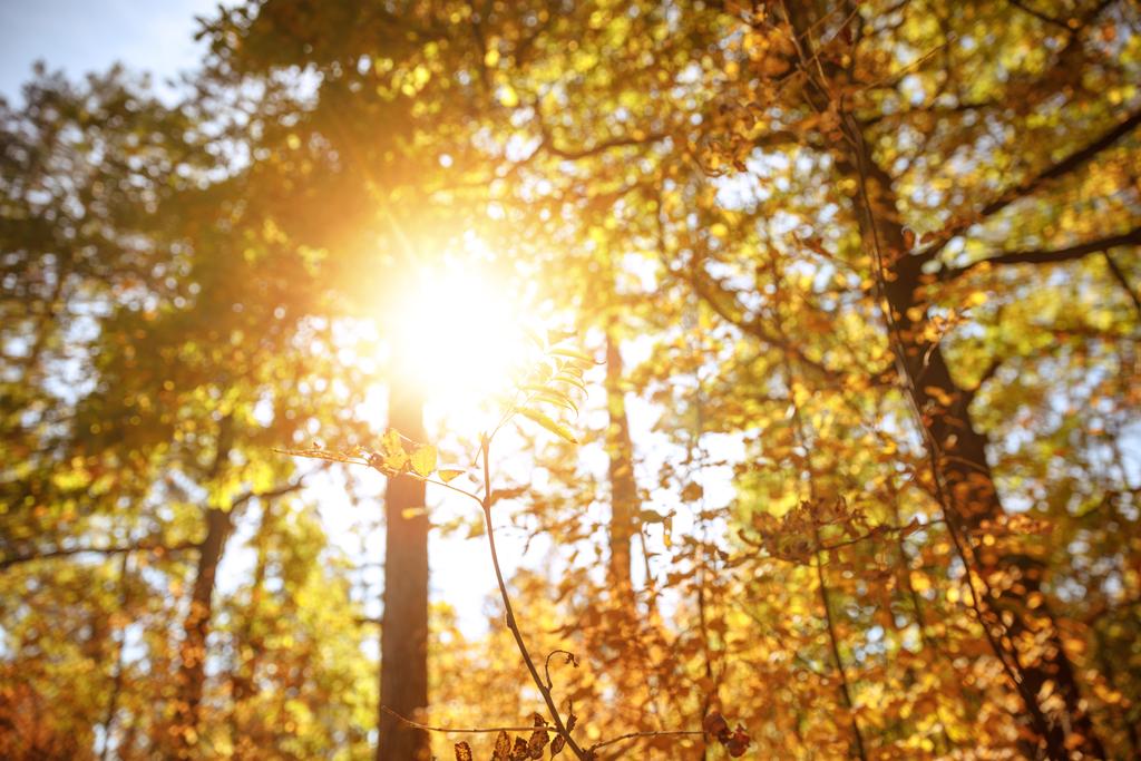 słońce, drzewa z żółtymi i zielonymi liśćmi w parku jesiennym w dzień  - Zdjęcie, obraz