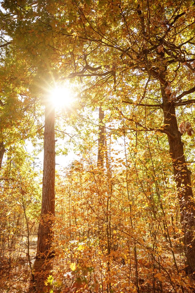 солнце, деревья с желтыми и зелеными листьями в осеннем парке днем
  - Фото, изображение