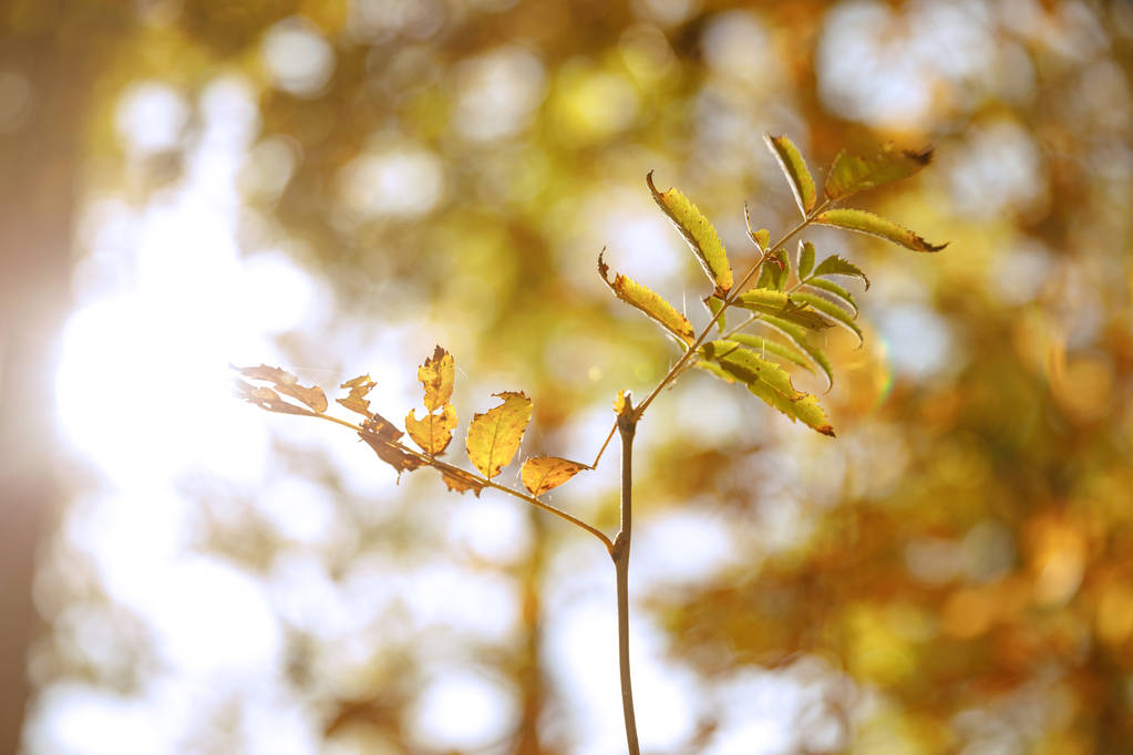 selektywne skupienie drzew z żółtymi i zielonymi liśćmi w parku jesiennym w dzień  - Zdjęcie, obraz