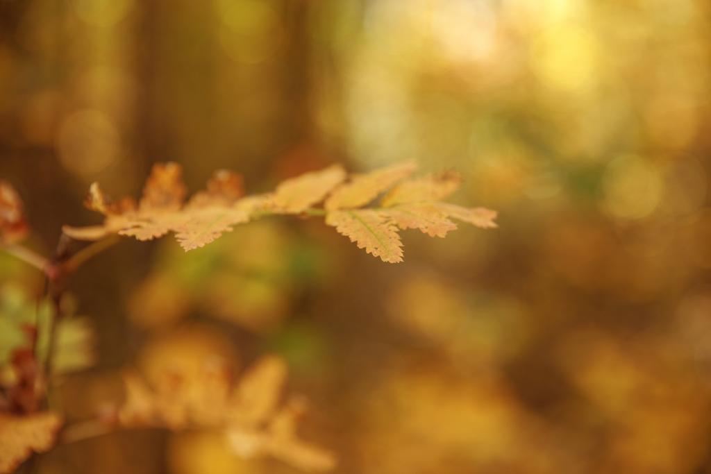 Sonbahar parkında sarı yapraklı ağaçların seçici odağı  - Fotoğraf, Görsel