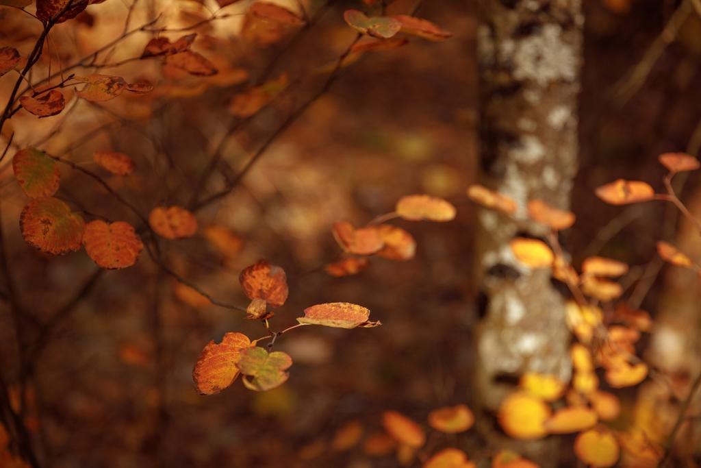 вибірковий фокус дерев з жовтим листям в автономному парку вдень
  - Фото, зображення