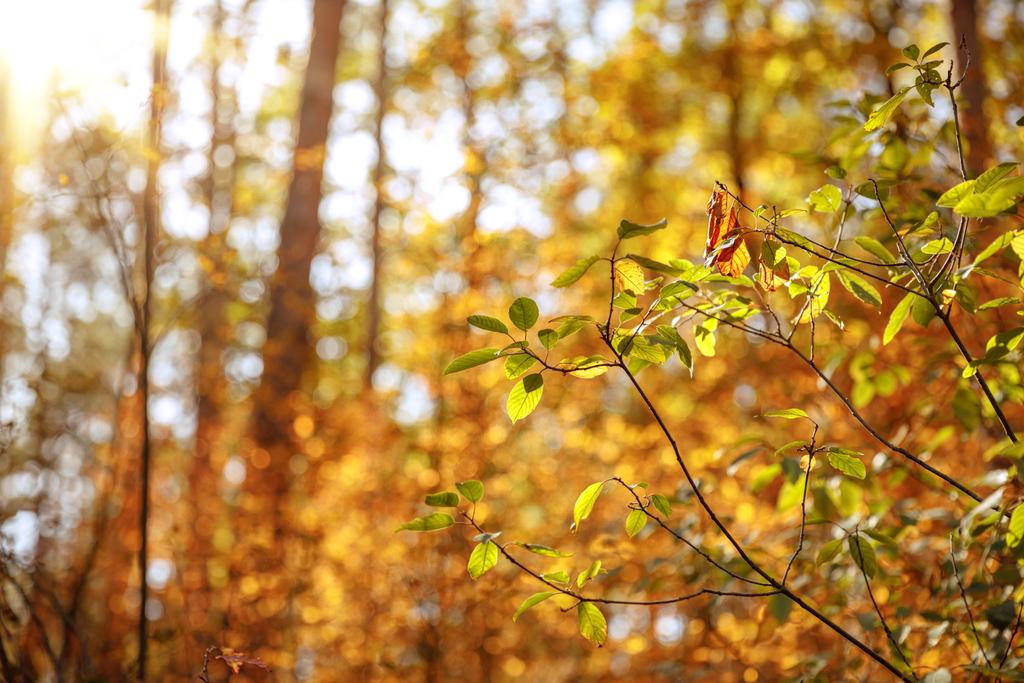 επιλεκτική εστίαση των δέντρων με κίτρινα και πράσινα φύλλα στο φθινοπωρινό πάρκο την ημέρα  - Φωτογραφία, εικόνα