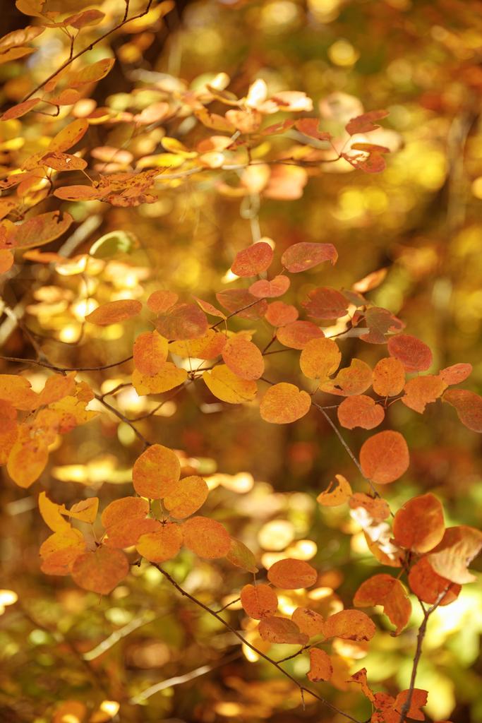szelektív fókusz a sárga levelű fák őszi parkban nappal  - Fotó, kép