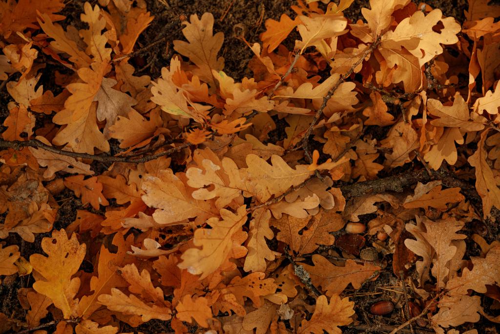 Blick von oben auf gelbe und trockene Blätter im herbstlichen Park bei Tag  - Foto, Bild