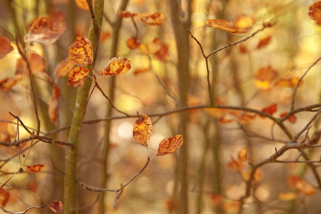 selektiver Fokus von Bäumen mit gelben Blättern im herbstlichen Park am Tag  - Foto, Bild