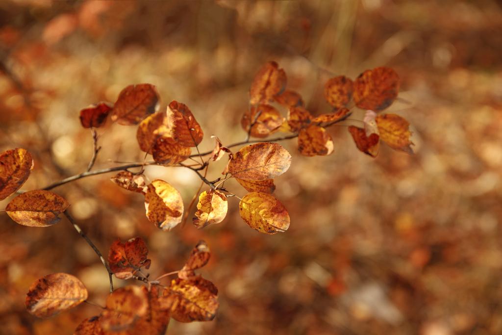 selektywne skupienie drzew z żółtymi liśćmi w parku jesiennym w dzień  - Zdjęcie, obraz
