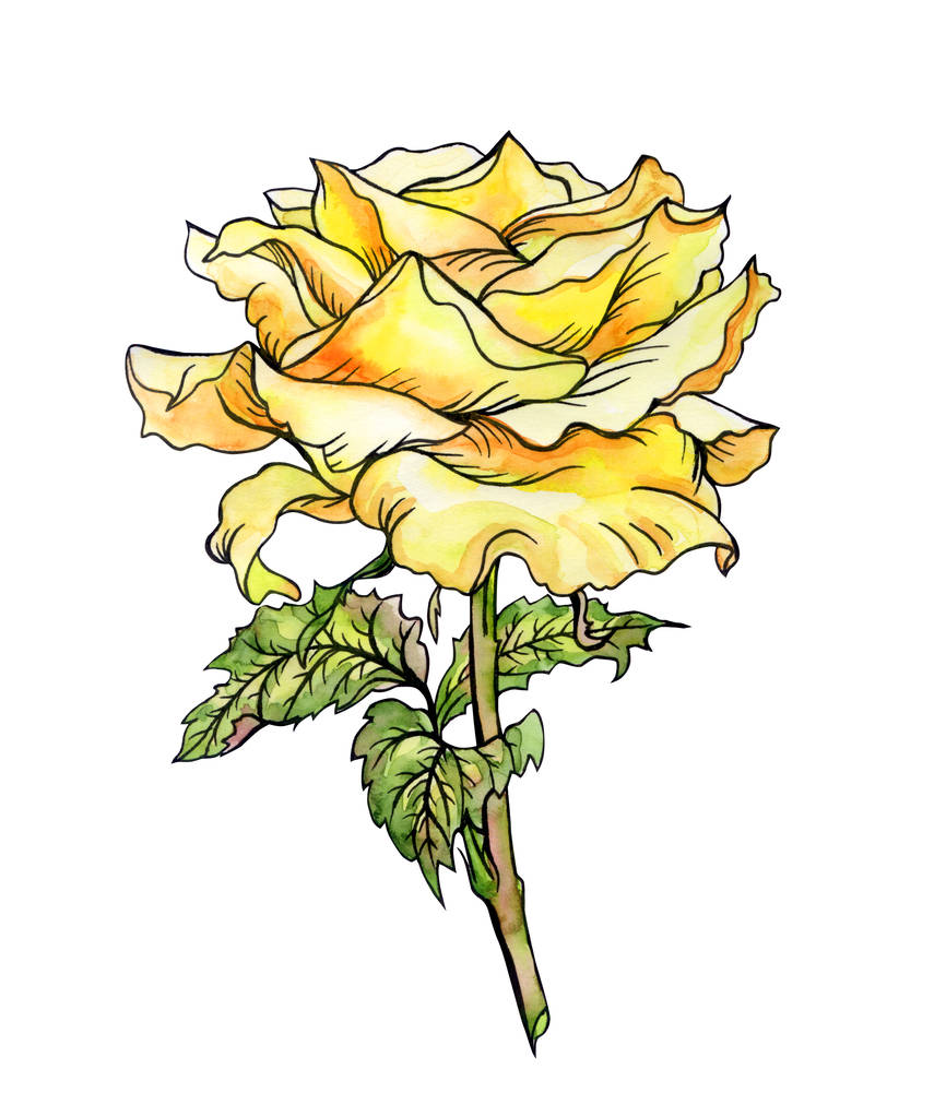 Rose jaune avec bourgeon et feuilles, dessin à la main sur fond blanc. Floribunda jaune rose, aquarelle avec contour
. - Photo, image
