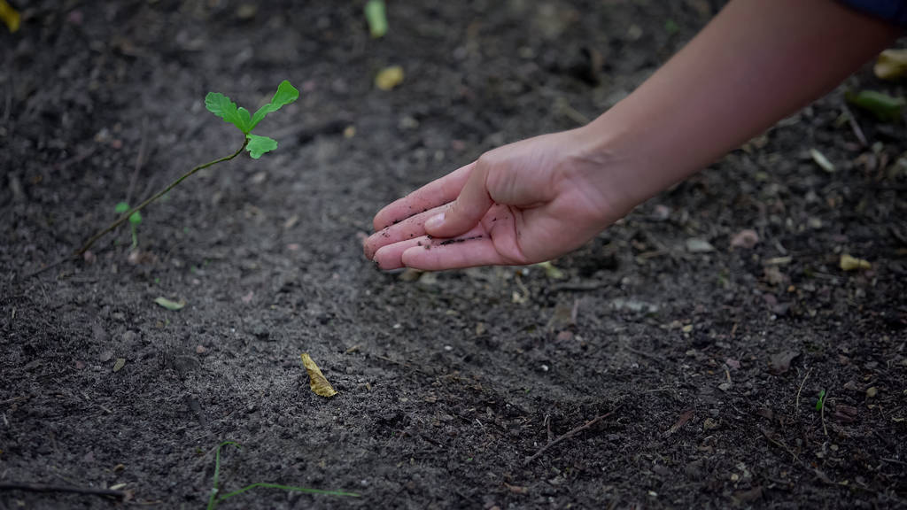 Weibliche Hand berührt Boden, Pflanzennahrung, Erntefruchtbarkeit, Landwirtschaft - Foto, Bild