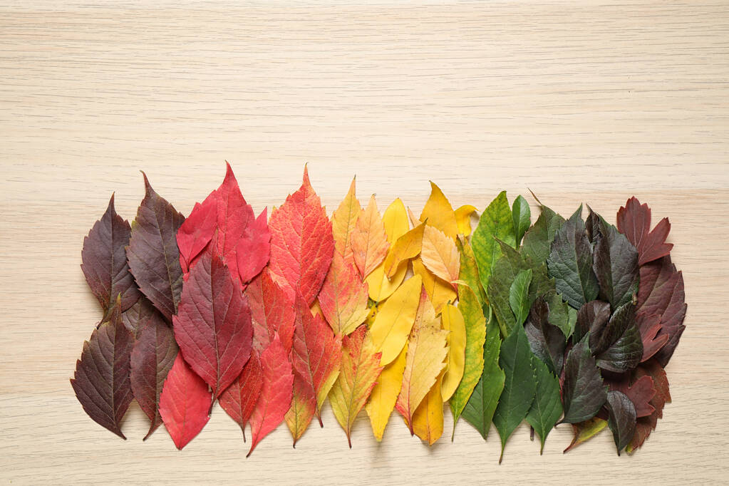 Krásná kompozice s podzimními listy na světle dřevěném pozadí, horní pohled - Fotografie, Obrázek