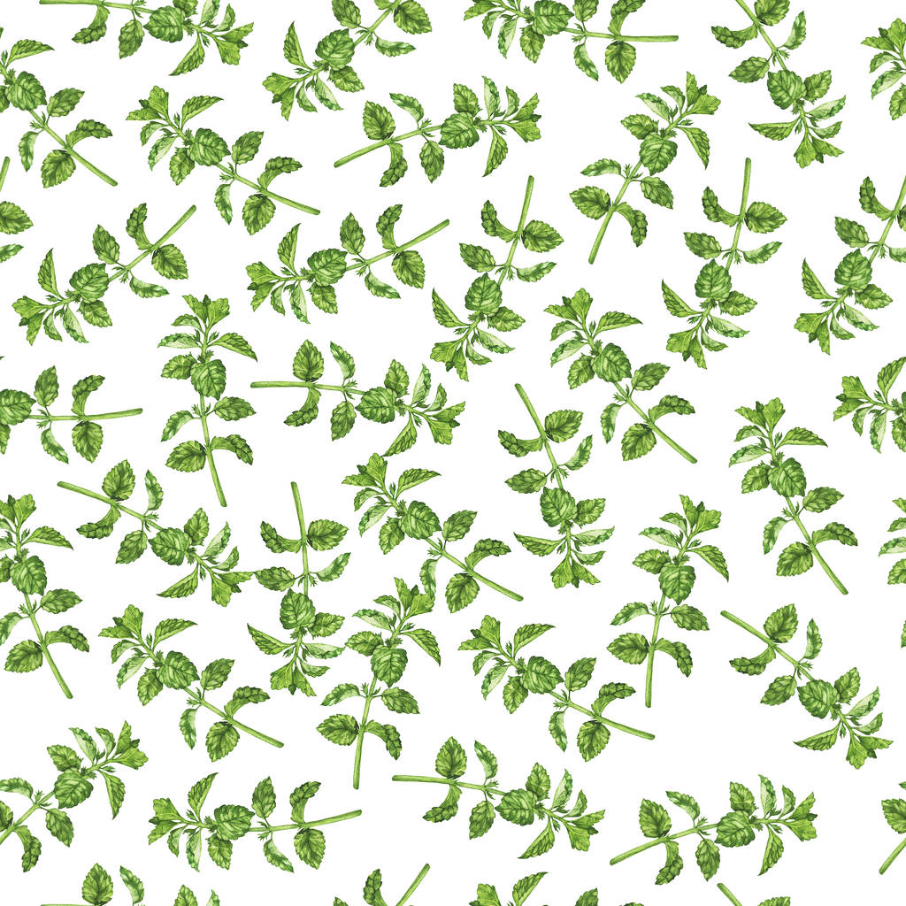 Groene met de hand getekende planten geïsoleerd op wit  - Foto, afbeelding