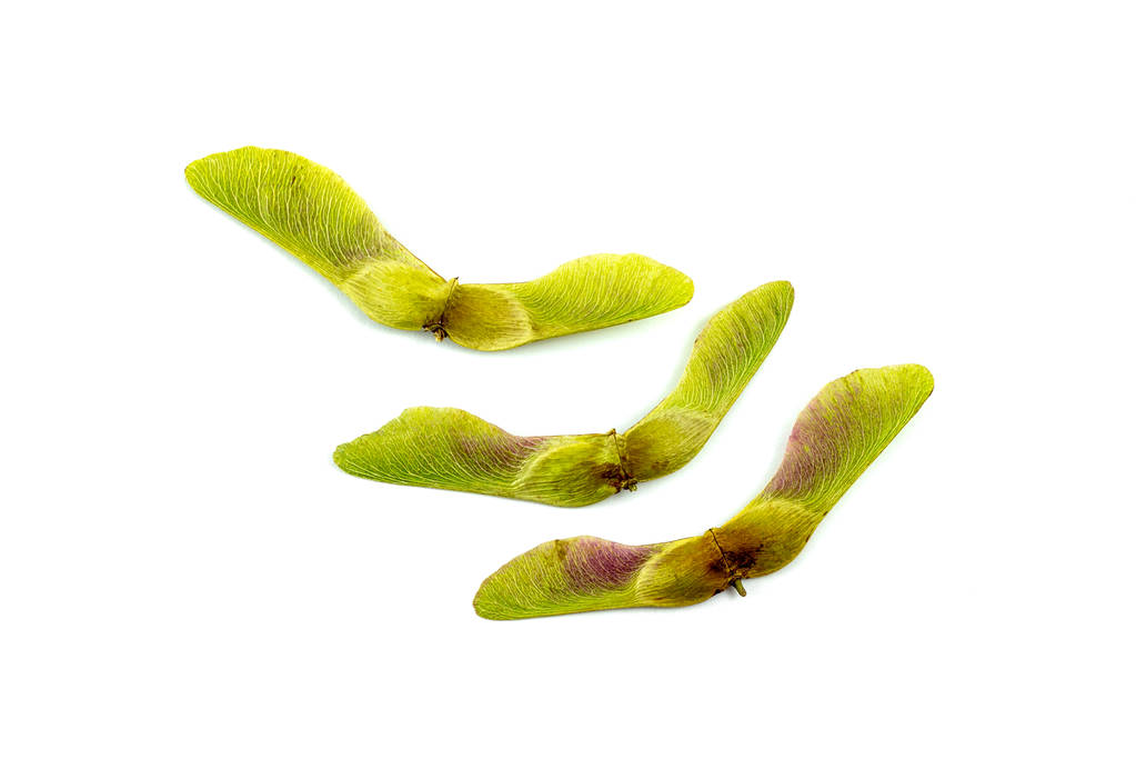 Семена кленовых листьев на белом фоне
 - Фото, изображение