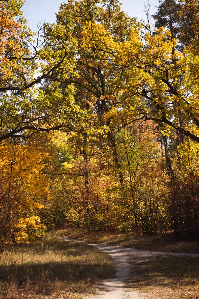 γραφικό φθινοπωρινό δάσος με χρυσό φύλλωμα και μονοπάτι στο φως του ήλιου - Φωτογραφία, εικόνα
