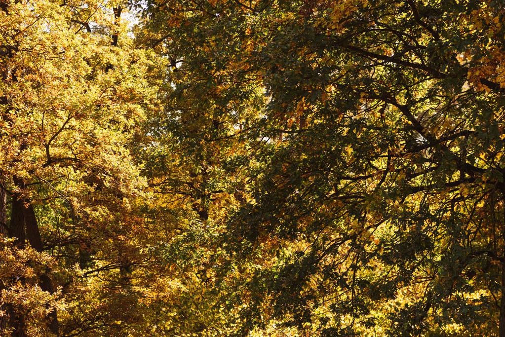 malowniczy jesienny las ze złotymi liśćmi w słońcu - Zdjęcie, obraz