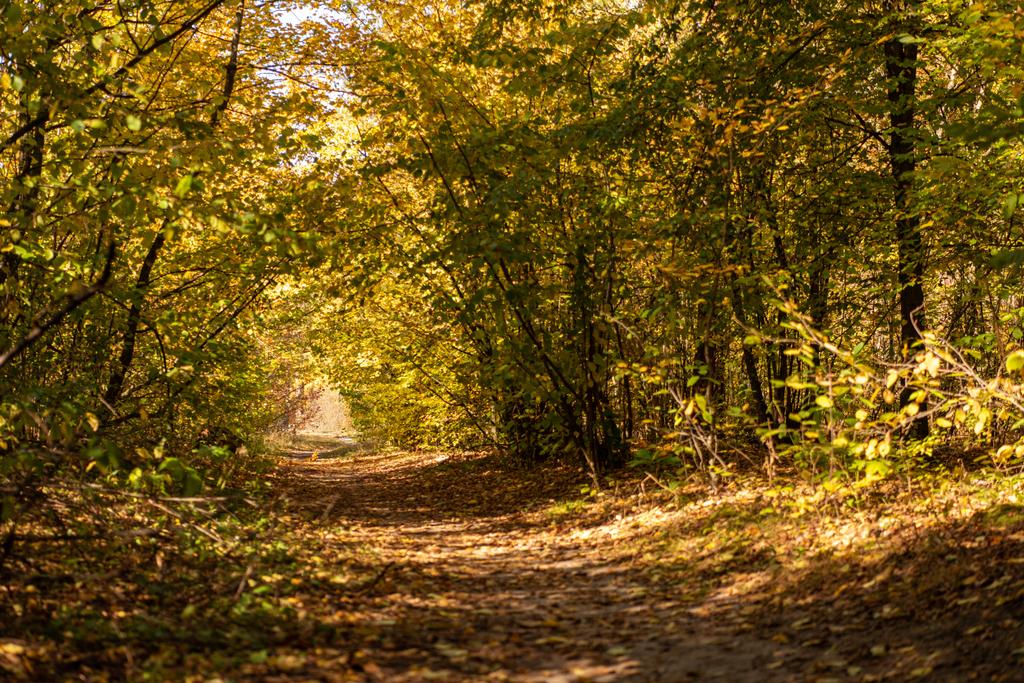 malebný podzimní les se zlatým listím a stezkou na slunci - Fotografie, Obrázek