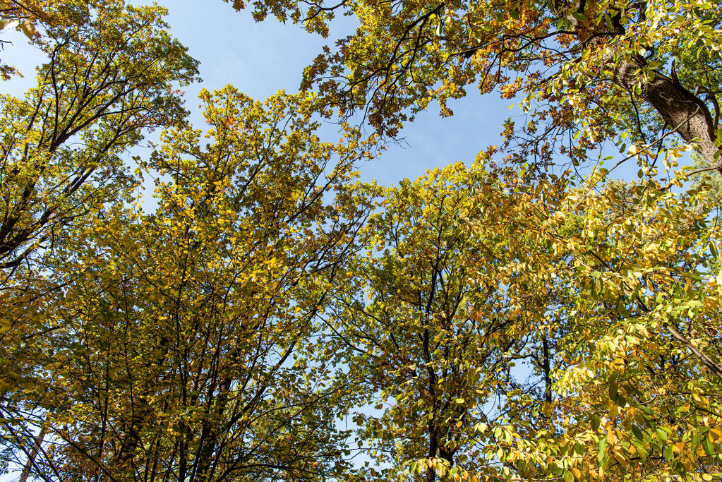 Sonbahar ağacı, mavi gökyüzü arka planında altın yapraklarla güneş ışığında - Fotoğraf, Görsel