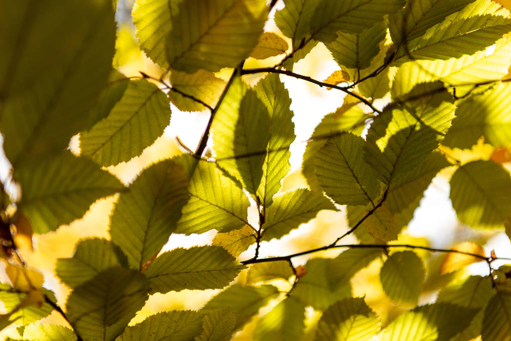 close-up zicht op herfstgouden gebladerte op boomtak in zonlicht - Foto, afbeelding