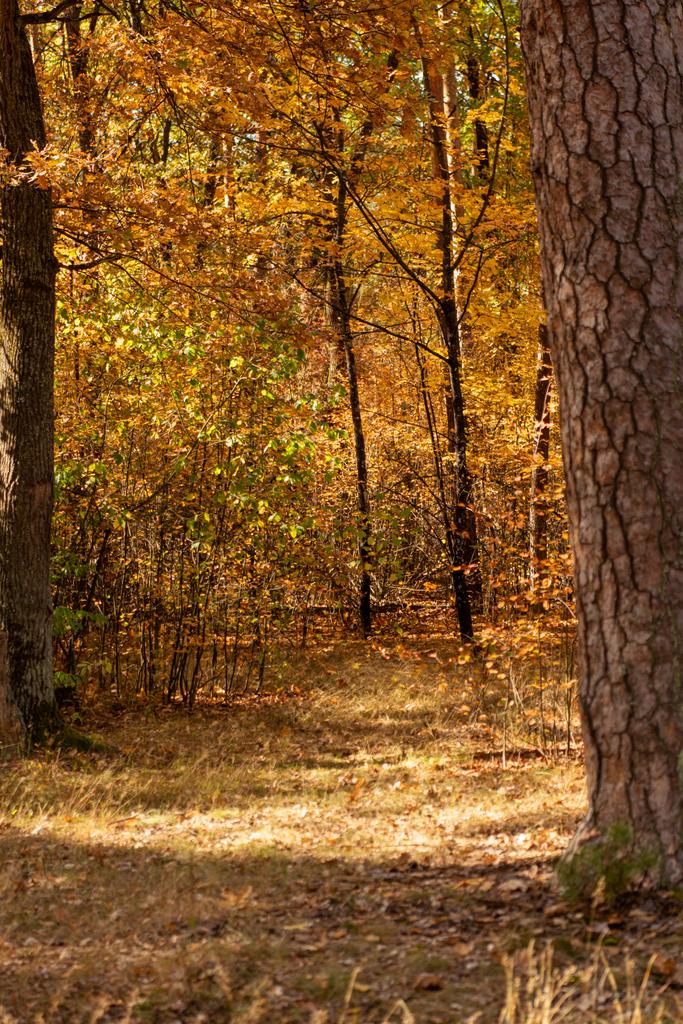 όμορφο φθινοπωρινό δάσος με χρυσό φύλλωμα και μονοπάτι στο φως του ήλιου - Φωτογραφία, εικόνα