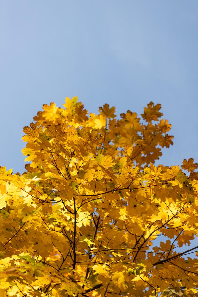 vista de perto da árvore outonal com folhagem dourada no fundo céu azul
 - Foto, Imagem