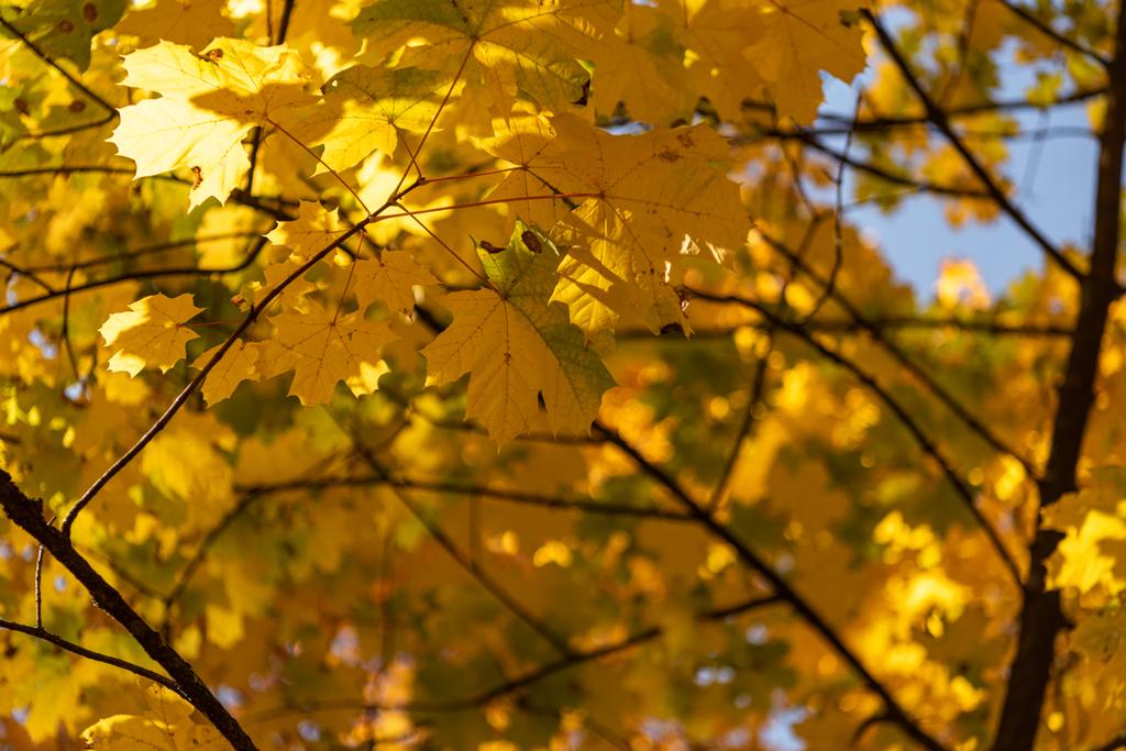 青い空に金色の葉を持つ秋の木を間近に見ることができます - 写真・画像