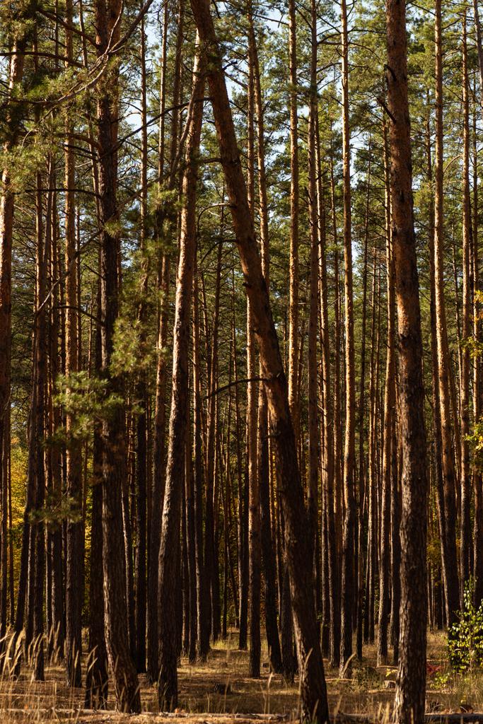 pintoresco bosque otoñal con pinos altos a la luz del sol
 - Foto, Imagen