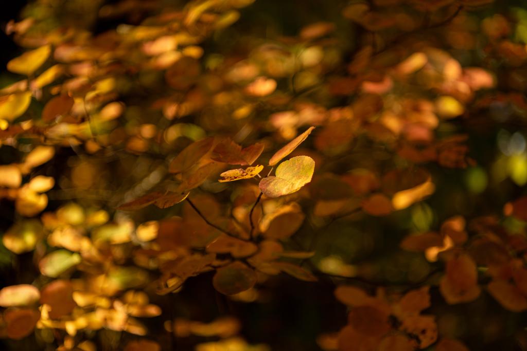 крупним планом вид на опушене золоте листя
 - Фото, зображення