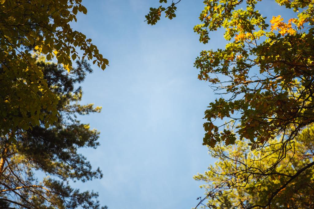 вид снизу вершин деревьев на голубом фоне неба
 - Фото, изображение