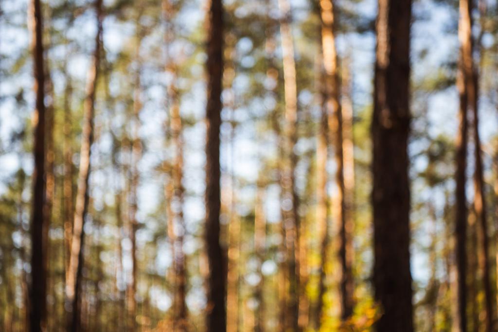 imagem desfocada de floresta outonal cênica com troncos de árvore de madeira na luz solar
 - Foto, Imagem
