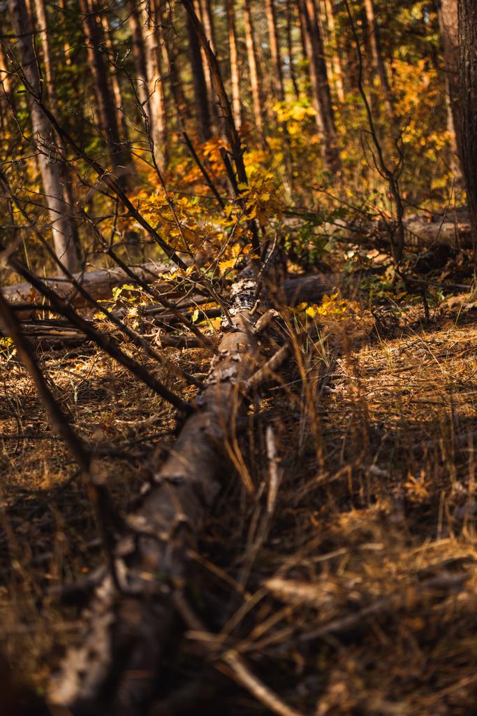 Umgestürzter Baumstamm in Herbstwald auf Boden gefallen - Foto, Bild