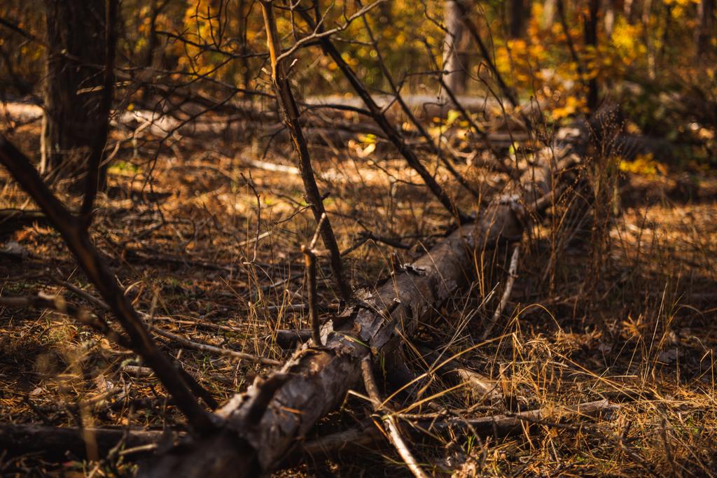 tronc d'arbre tombé sur le sol dans la forêt automnale
 - Photo, image
